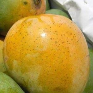 হিমসাগর / খিরসাপাত ( ১০কেজি )