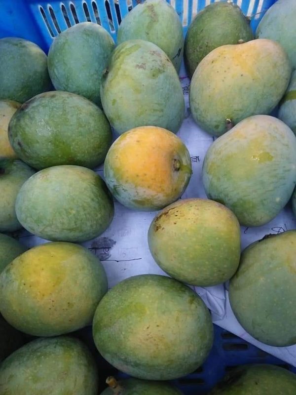হিমসাগর / খিরসাপাত ( ১০কেজি ) - Image 3