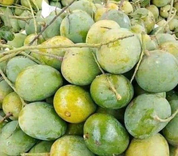 হিমসাগর / খিরসাপাত ( ১০কেজি ) - Image 2